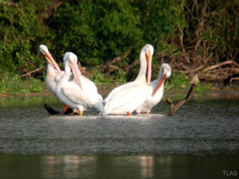 American White Pelicans